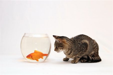 Home cat and a gold fish. Stock Photo - Budget Royalty-Free & Subscription, Code: 400-04467698