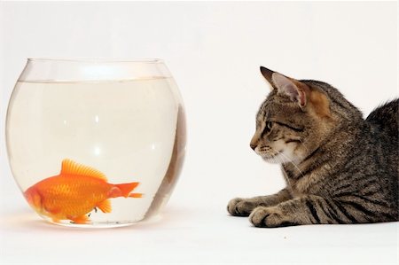 Home cat and a gold fish. Stock Photo - Budget Royalty-Free & Subscription, Code: 400-04467699