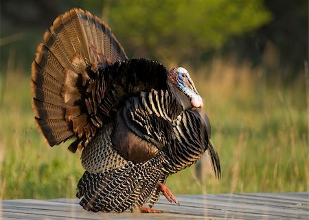 Strutting male wild turkey. Stock Photo - Budget Royalty-Free & Subscription, Code: 400-04467808