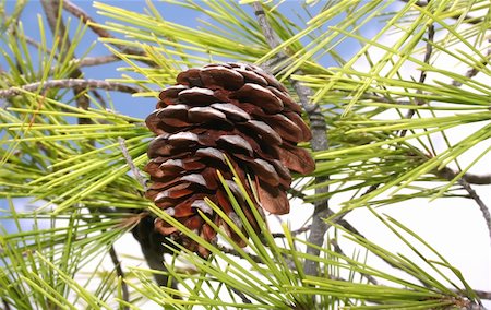 Brown pine cone Stock Photo - Budget Royalty-Free & Subscription, Code: 400-04467817