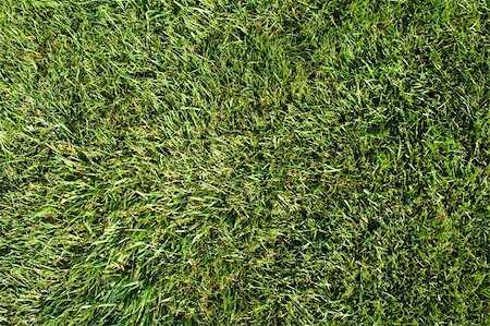 simsearch:400-05318999,k - a green piece of a grass pattern Photographie de stock - Aubaine LD & Abonnement, Code: 400-04468034