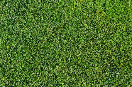 simsearch:400-05318999,k - a green piece of a grass pattern Photographie de stock - Aubaine LD & Abonnement, Code: 400-04468030