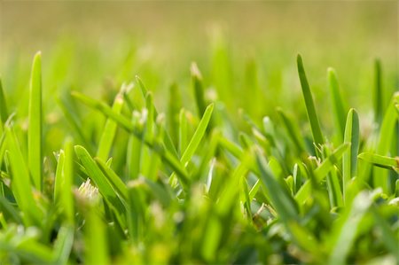 simsearch:400-05318999,k - a detail of grass in perspective (soft focus) Photographie de stock - Aubaine LD & Abonnement, Code: 400-04468058