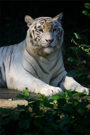 White Tiger Stockbilder - Microstock & Abonnement, Bildnummer: 400-04468088