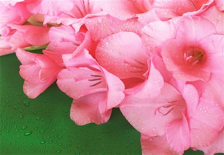 beautiful pink gladiolus Foto de stock - Super Valor sin royalties y Suscripción, Código: 400-04468224