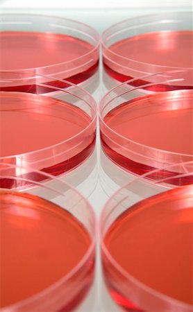 simsearch:400-07835228,k - petri dishes in a lab Stockbilder - Microstock & Abonnement, Bildnummer: 400-04468251