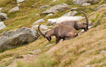 simsearch:400-04707302,k - Ibex in Gran Paradiso in italian Alps Stock Photo - Budget Royalty-Free & Subscription, Code: 400-04468284