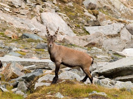 simsearch:400-04707302,k - Ibex in Gran Paradiso in italian Alps Stock Photo - Budget Royalty-Free & Subscription, Code: 400-04468285