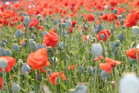 Red Oriental Poppies Stock Photo - Budget Royalty-Free & Subscription, Code: 400-04468315