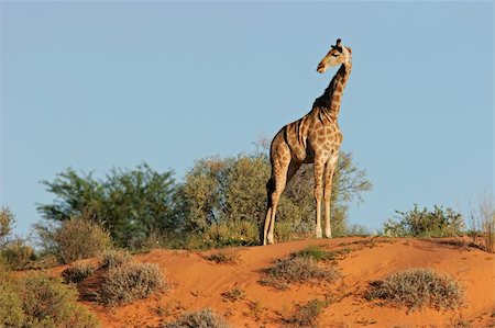 simsearch:400-03934177,k - A giraffe (Giraffa camelopardalis) on a sand dune in the semi-desert Kalahari, South Africa Fotografie stock - Microstock e Abbonamento, Codice: 400-04468317