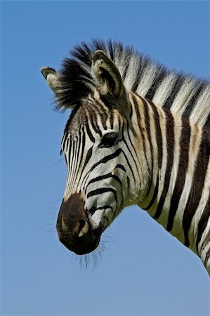 simsearch:400-04348140,k - Portrait of a Plains (Burchells) Zebra (Equus quagga), Mokala National Park, South Africa Foto de stock - Royalty-Free Super Valor e Assinatura, Número: 400-04468318