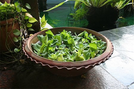 Pot with floating plants in Balinese arcitectural style Stock Photo - Budget Royalty-Free & Subscription, Code: 400-04468515