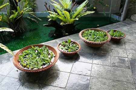 Pot with floating plants in Balinese architectural style Stock Photo - Budget Royalty-Free & Subscription, Code: 400-04468519