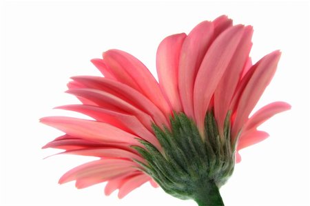 simsearch:400-06073508,k - close up photo of pink gerbera on white background Photographie de stock - Aubaine LD & Abonnement, Code: 400-04468605