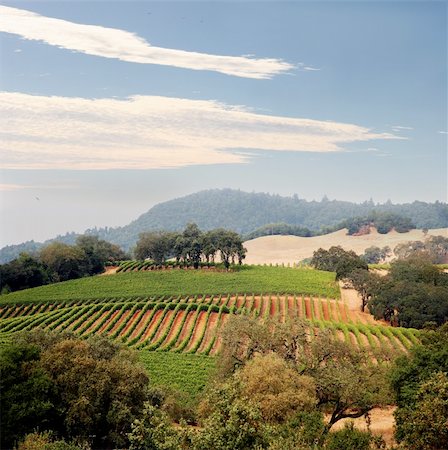 View at at California hills with rows of grapes Photographie de stock - Aubaine LD & Abonnement, Code: 400-04468615