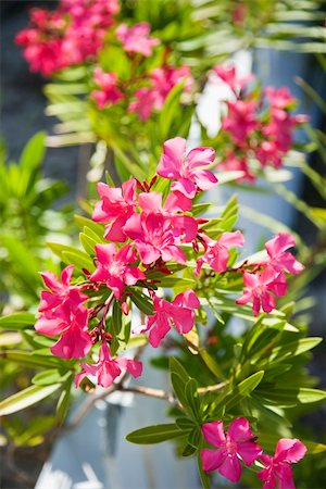 rose bay - Plant with pink flowers growing beside white picket fence. Foto de stock - Royalty-Free Super Valor e Assinatura, Número: 400-04469028