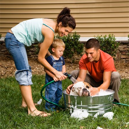 dad bath boy - Caucasian family with toddler son washing English Bulldog in backyard. Foto de stock - Super Valor sin royalties y Suscripción, Código: 400-04469106