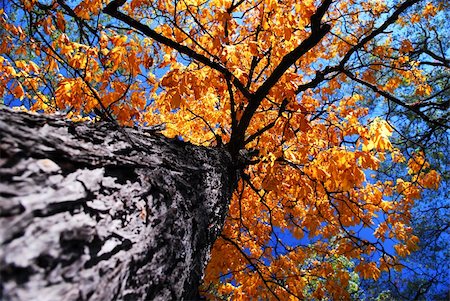 simsearch:400-04761029,k - Golden autumn canopy of an old tall elm tree in sunny fall forest Fotografie stock - Microstock e Abbonamento, Codice: 400-04469461