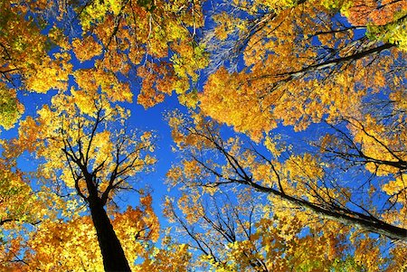 simsearch:400-04436466,k - Canopies of tall colorful autumn trees in sunny fall forest Stock Photo - Budget Royalty-Free & Subscription, Code: 400-04469462