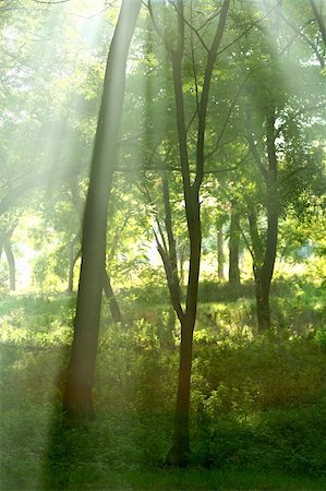 simsearch:400-05732419,k - Sun rays crossing misty forest in an early  morning Fotografie stock - Microstock e Abbonamento, Codice: 400-04469562