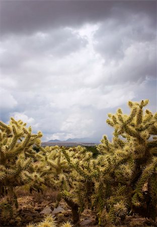 sonora - Cholla cacti framing mountains in the background on a stormy day. Stockbilder - Microstock & Abonnement, Bildnummer: 400-04469639