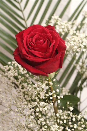 simsearch:400-03941928,k - One red rose among green leaves Photographie de stock - Aubaine LD & Abonnement, Code: 400-04469827