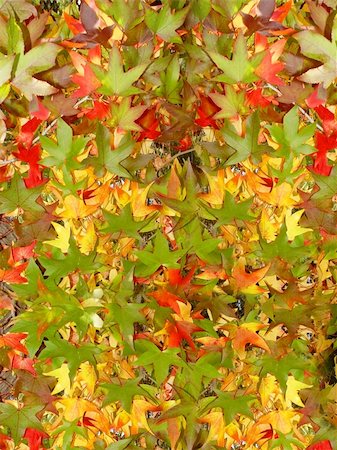 simsearch:400-04276166,k - Colorful autumn leaves Foto de stock - Royalty-Free Super Valor e Assinatura, Número: 400-04460486