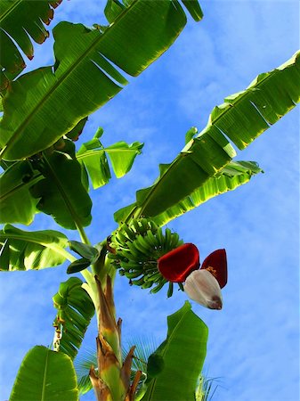 simsearch:400-07715470,k - Banana tree against the sky Stock Photo - Budget Royalty-Free & Subscription, Code: 400-04460489