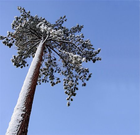simsearch:400-03938269,k - Big pine tree Foto de stock - Super Valor sin royalties y Suscripción, Código: 400-04460505