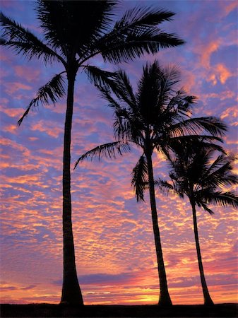 simsearch:400-05097850,k - 3 palm trees on the beach at sunset Stockbilder - Microstock & Abonnement, Bildnummer: 400-04460501