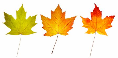 simsearch:400-03936734,k - close up of three maple leaves in green yellow and red colors Stockbilder - Microstock & Abonnement, Bildnummer: 400-04460535