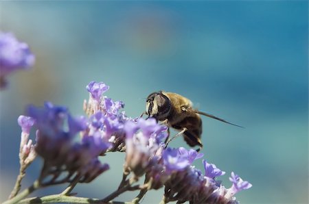 simsearch:400-04909471,k - Bee does his work on a violet flower. Photographie de stock - Aubaine LD & Abonnement, Code: 400-04460621
