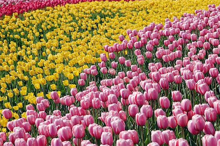 A field filled with colorful tulips Foto de stock - Super Valor sin royalties y Suscripción, Código: 400-04460774