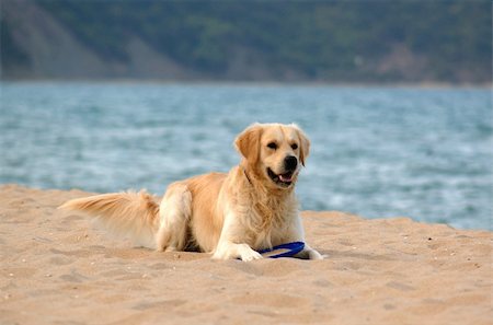 dog on the beach - golden retriever, playing with frisby Stock Photo - Budget Royalty-Free & Subscription, Code: 400-04461531