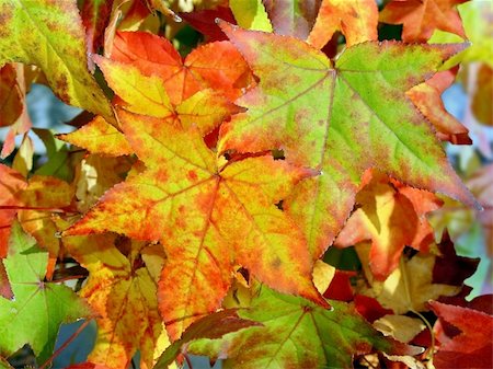 simsearch:400-04276166,k - Colorful autumn leaves Foto de stock - Royalty-Free Super Valor e Assinatura, Número: 400-04461804