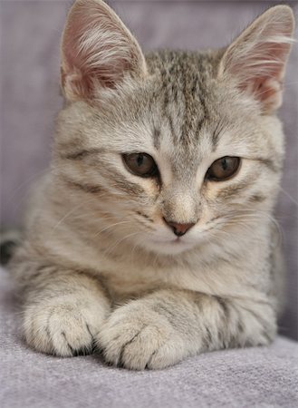 Sight of a small grey kitten Stockbilder - Microstock & Abonnement, Bildnummer: 400-04461963