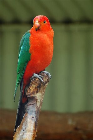 red parrot with green wings sitting on a tree, photo taken in sydney zoo Stock Photo - Budget Royalty-Free & Subscription, Code: 400-04462079