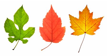 simsearch:400-03936734,k - three close-up leaves with colors in green red and yellow with a white background Stockbilder - Microstock & Abonnement, Bildnummer: 400-04462263