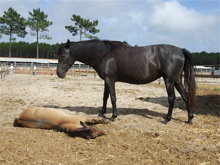 steigbügel - Female horse and is baby Stockbilder - Microstock & Abonnement, Bildnummer: 400-04462560