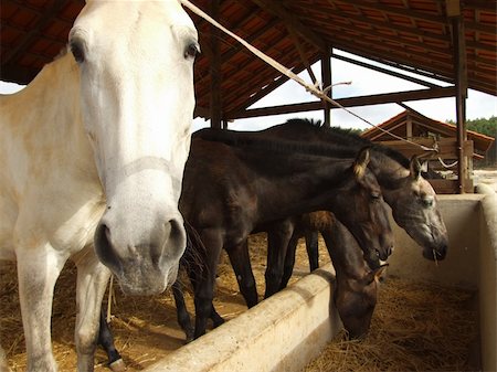 simsearch:400-04938094,k - Famaly of horses feeding Stockbilder - Microstock & Abonnement, Bildnummer: 400-04462562