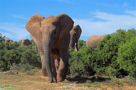 simsearch:400-04450374,k - African Elephant Foto de stock - Royalty-Free Super Valor e Assinatura, Número: 400-04462586