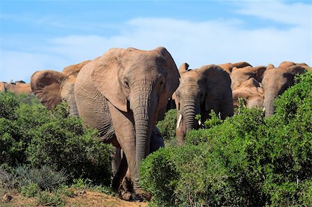 simsearch:400-04450374,k - African Elephant Foto de stock - Royalty-Free Super Valor e Assinatura, Número: 400-04462696