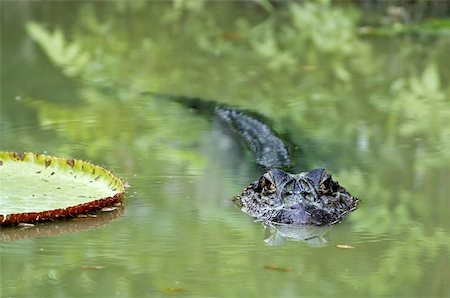 crocodile Stock Photo - Budget Royalty-Free & Subscription, Code: 400-04462756