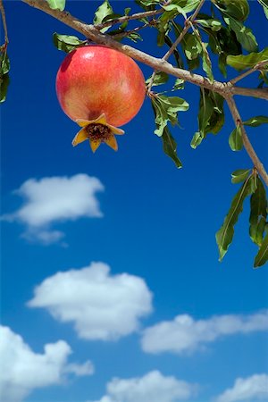 pomegranate on branch Photographie de stock - Aubaine LD & Abonnement, Code: 400-04462780