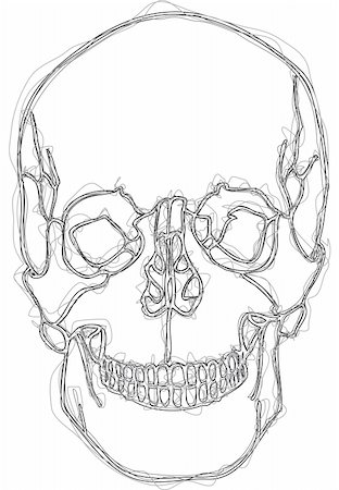 skeletal head drawing - human skull scribble style drawing Stock Photo - Budget Royalty-Free & Subscription, Code: 400-04462802