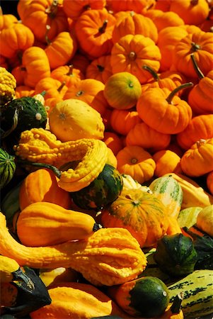 simsearch:400-07089027,k - Ornamental pumpkins on farmers market in the fall Stock Photo - Budget Royalty-Free & Subscription, Code: 400-04463080