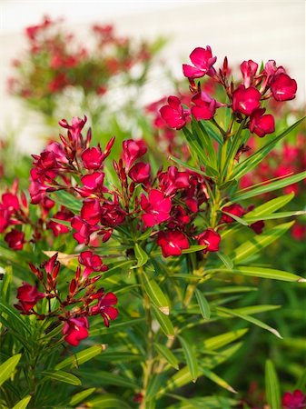 rose bay - Red flowering oleander bush. Foto de stock - Royalty-Free Super Valor e Assinatura, Número: 400-04463326