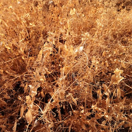 dried crop field - Yellow pea plants drying out in field. Foto de stock - Super Valor sin royalties y Suscripción, Código: 400-04463390