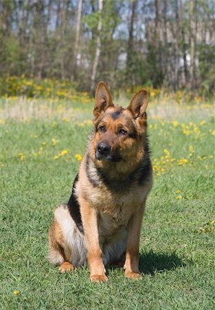 simsearch:400-04446495,k - seep-dog sitting in the garden Fotografie stock - Microstock e Abbonamento, Codice: 400-04463453