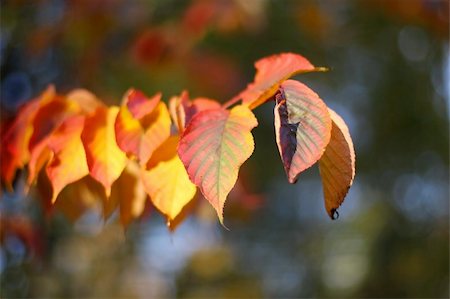 fedotishe (artist) - Yellow and orange autumn leaves shined by the sun Stock Photo - Budget Royalty-Free & Subscription, Code: 400-04463806
